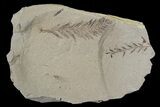 Metasequoia (Dawn Redwood) Fossil - Montana #79625-1